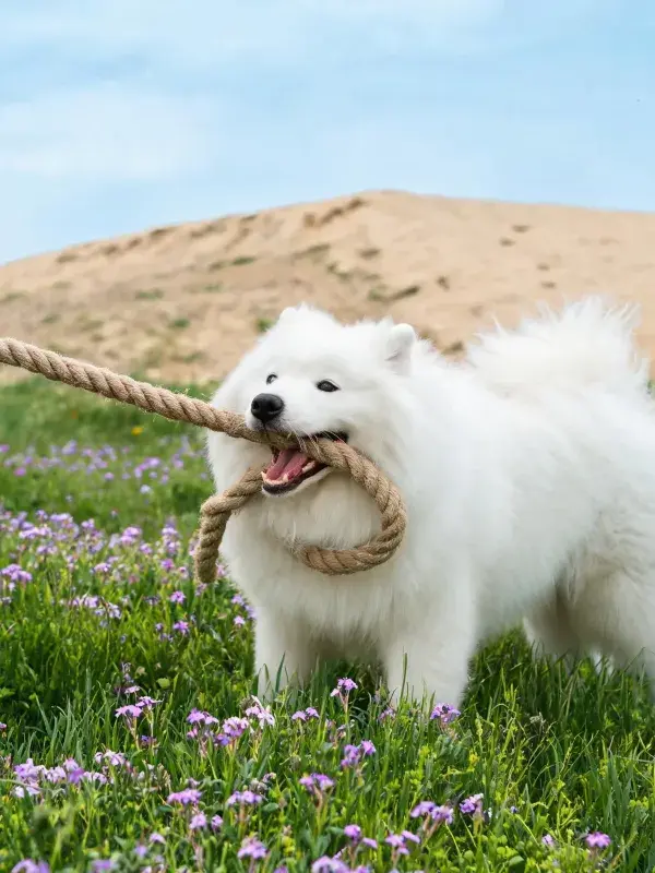 草地沙丘旁萨摩耶犬玩绳场景