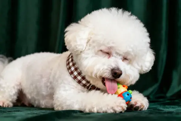 比熊犬玩具玩耍特写场景