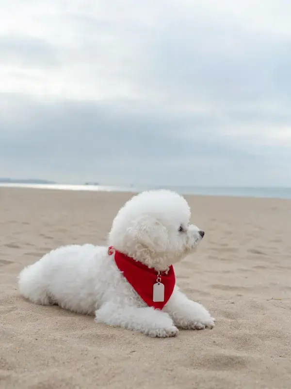 沙滩上比熊犬佩戴红色围巾的特写