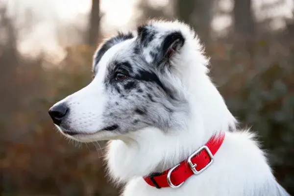 露天环境中黑白相间的边境牧羊犬特写