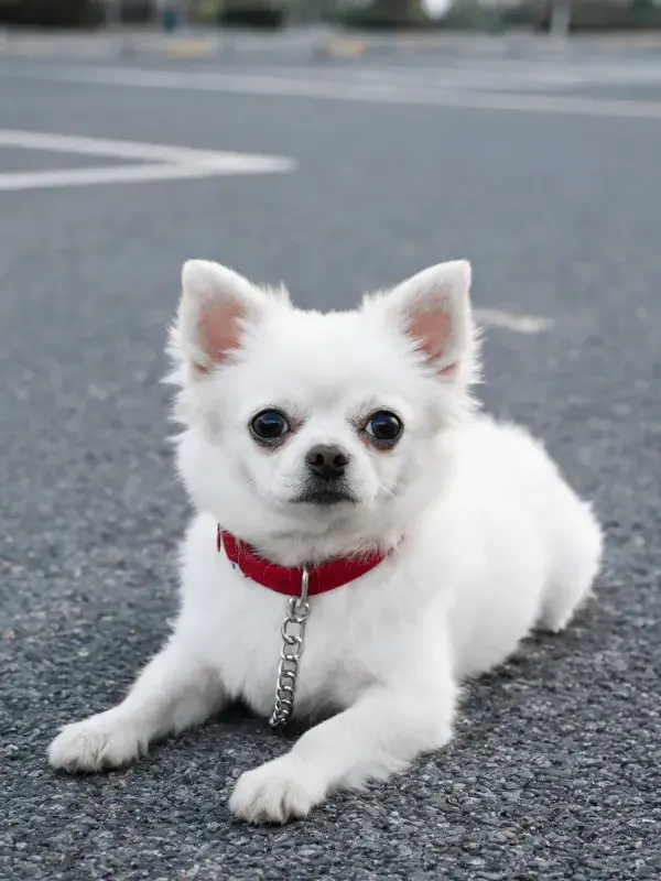 小型白色吉娃娃犬路面特写