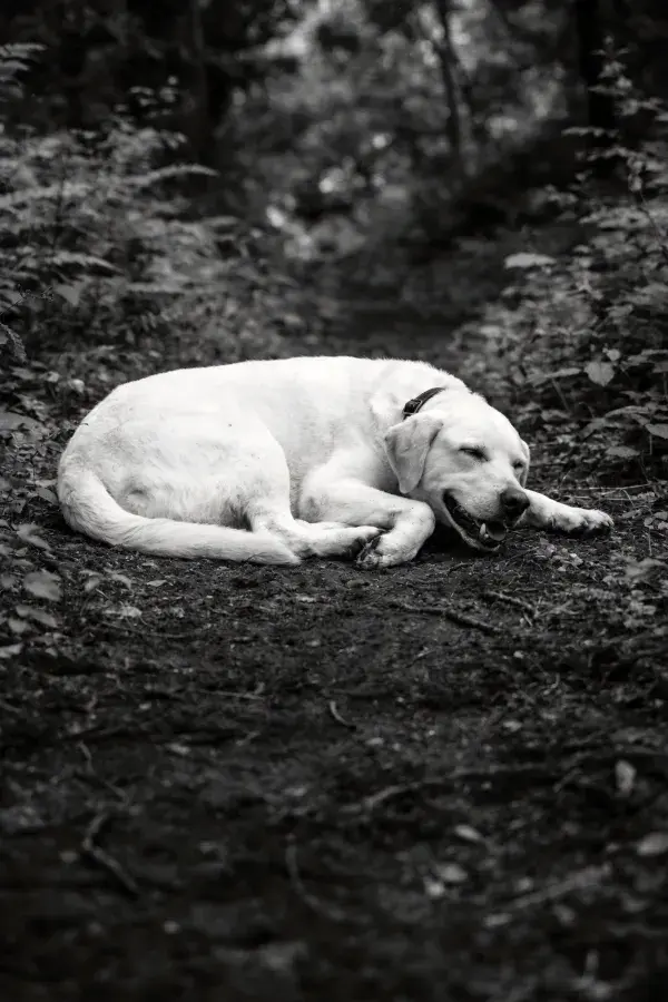 森林小径上的拉布拉多猎犬休息场景