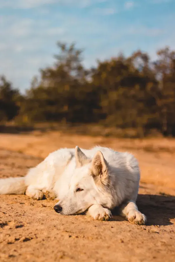 沙地上的白色瑞士牧羊犬休憩
