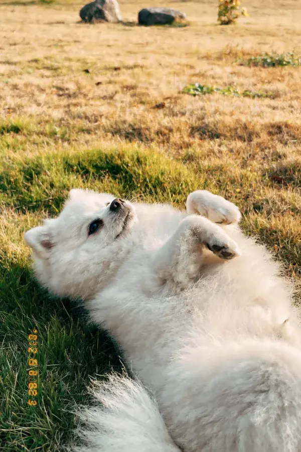 青草地上舒展的萨摩耶犬