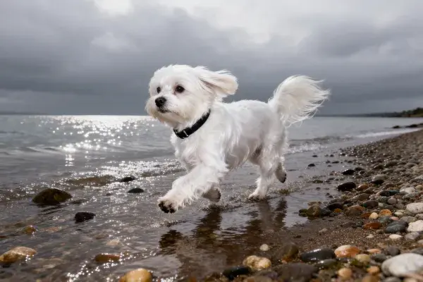 海滩石滩上奔跑的马尔济斯犬