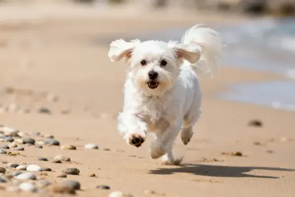 白色马尔济斯犬在海滩奔跑