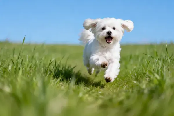 草地上奔跑的马尔济斯犬