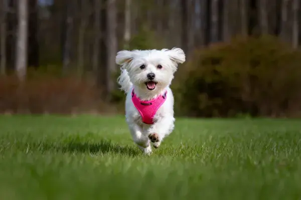 草地奔跑的马尔济斯犬