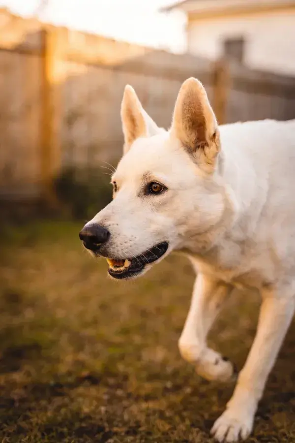 暖光环境下白色瑞士牧羊犬户外场景