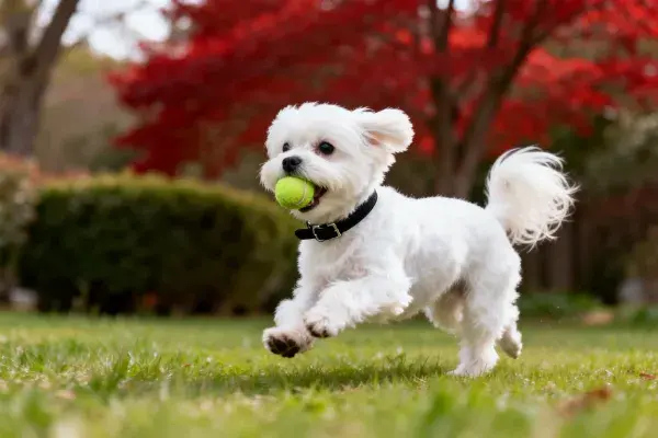 马尔济斯犬草地持球奔跑场景