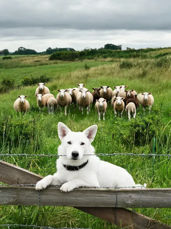铁丝网上边境牧羊犬与羊群的场景特写