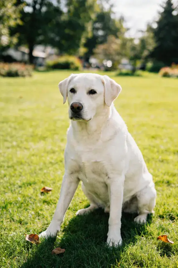 草地上的白色拉布拉多犬
