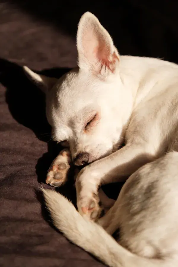 吉娃娃犬安静睡眠姿态
