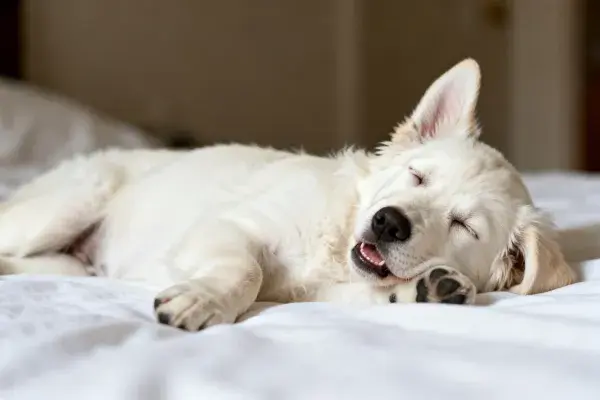 室内床铺上的金毛幼犬休憩状态