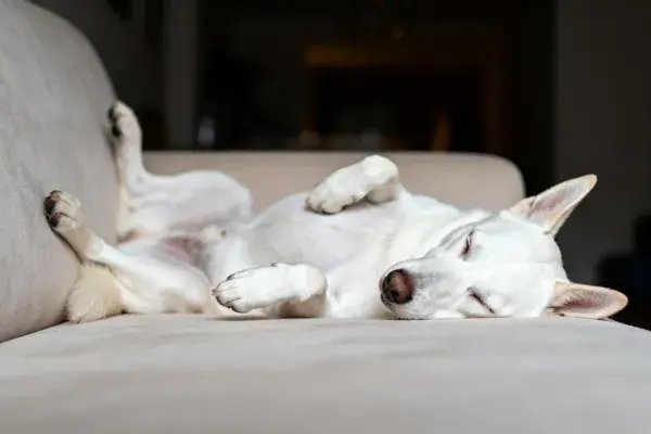 白色柴犬躺卧在浅灰色沙发上特写