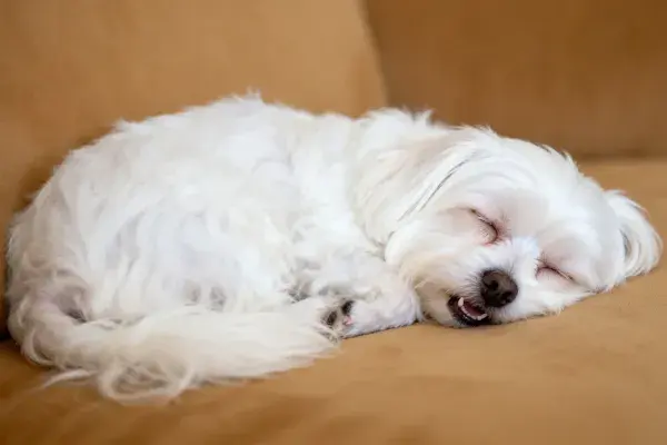 浅棕色沙发上的马尔济斯犬