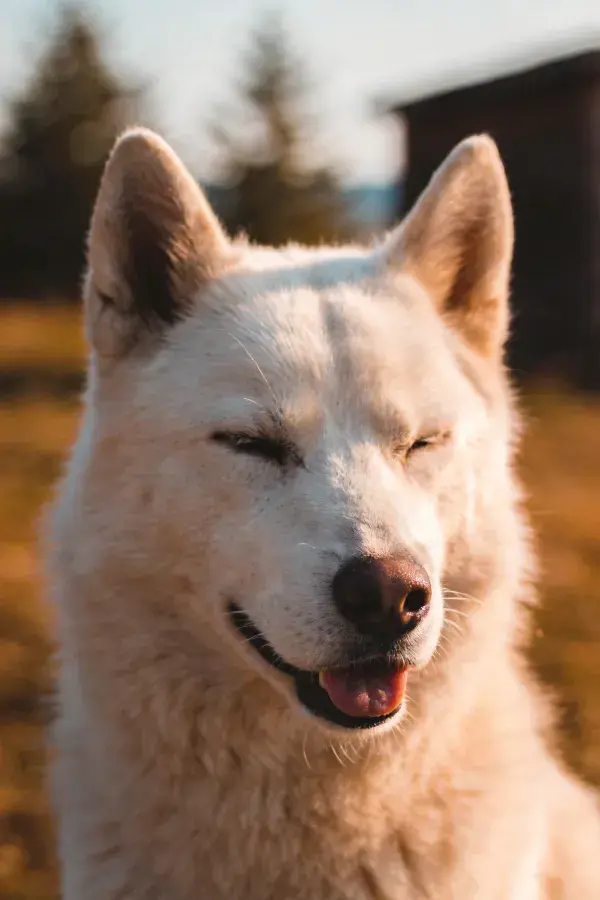 秋日暖光下白色秋田犬的放松姿态