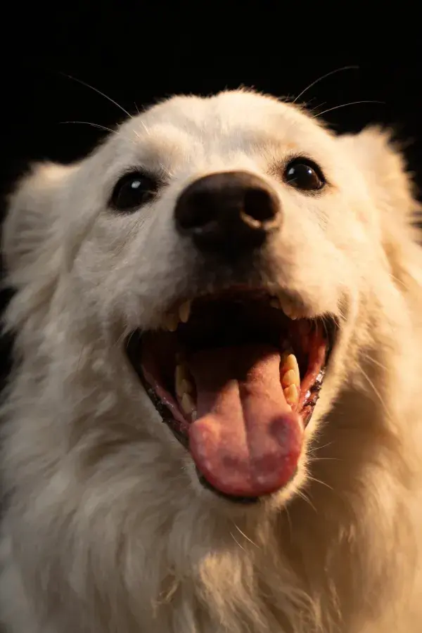 黑色背景前的萨摩耶犬特写