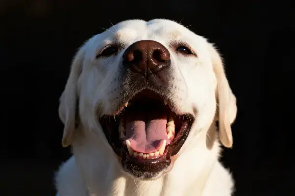 白色拉布拉多犬张嘴特写镜头