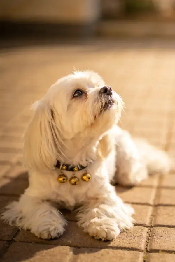 砖石路面上的小型长毛犬