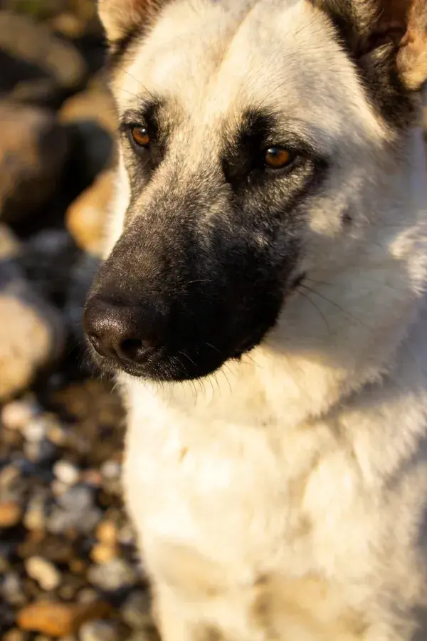 阳光下岩石旁的白黑相间德国牧羊犬