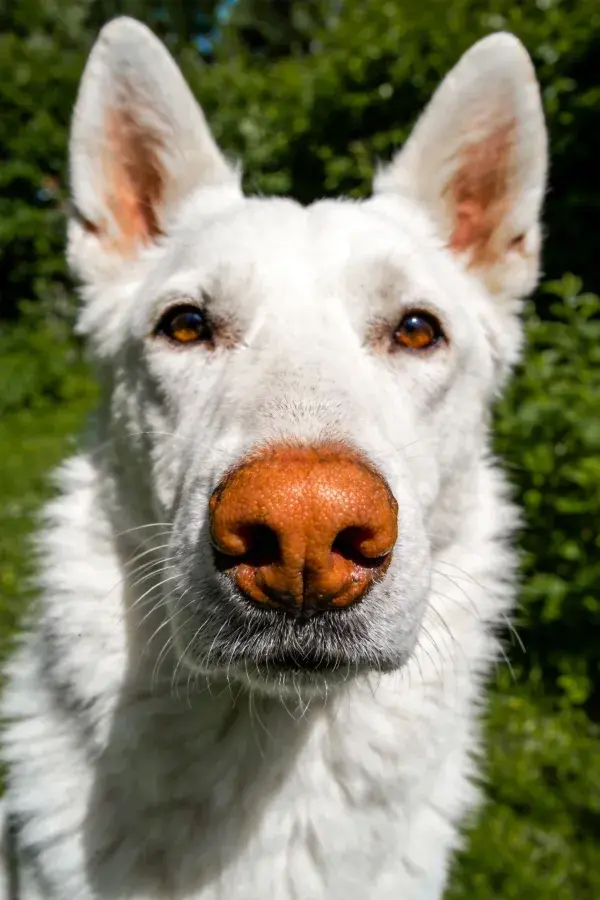 白瑞士牧羊犬凝视镜头瞬间