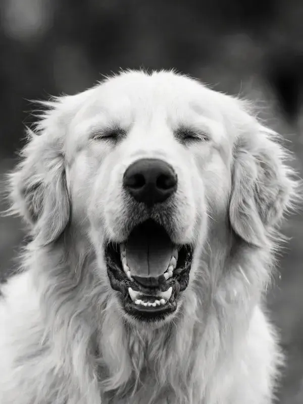 金毛犬闭眼张嘴的特写画面