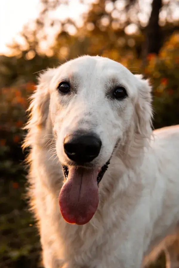 暖光下的白色大型犬特写