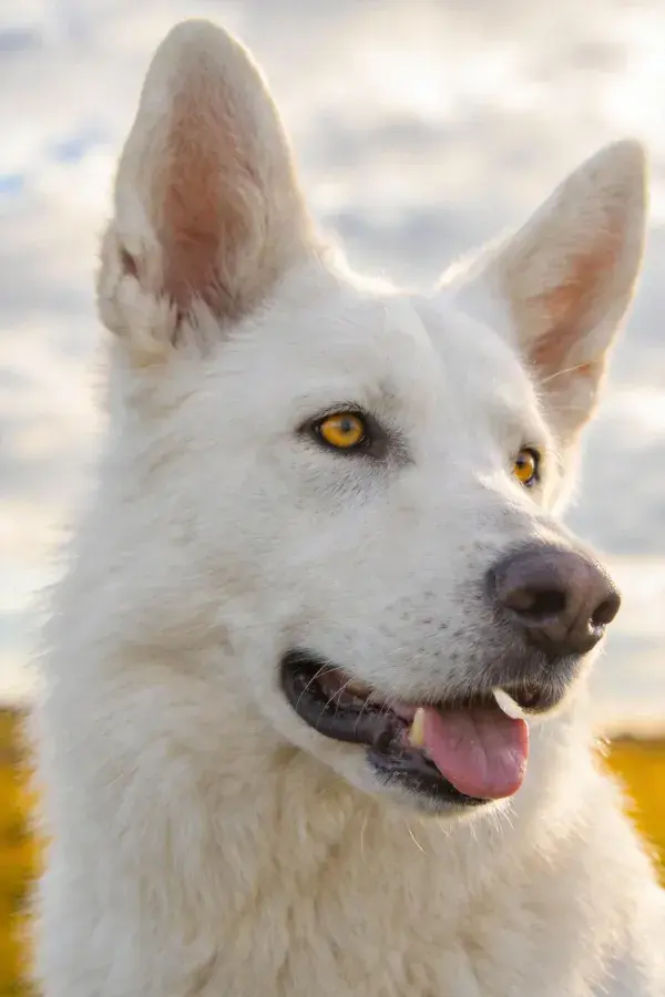 阳光明亮处白瑞士牧羊犬特写
