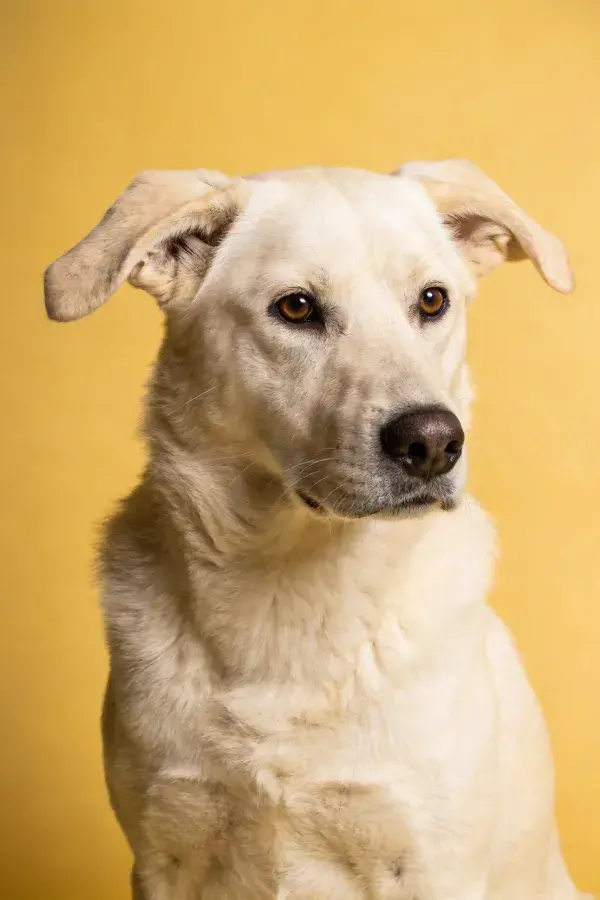 浅灰短毛混血犬特写肖像