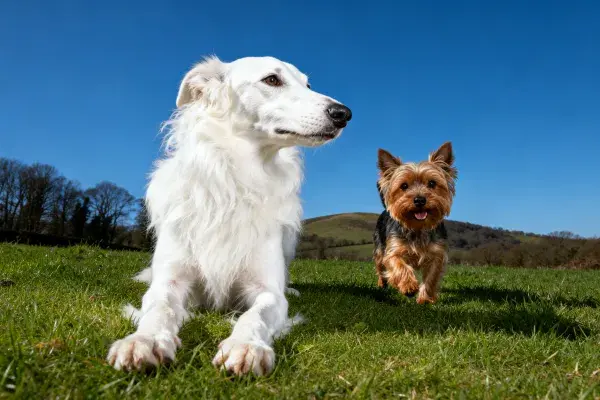 白色俄罗斯狼犬与约克夏梗在草地上
