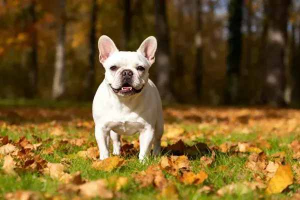 秋日林间草地上的法国斗牛犬