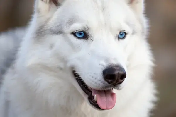 户外环境中的西伯利亚雪橇犬特写