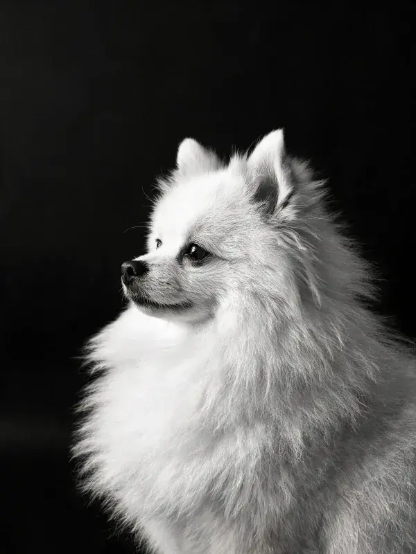 博美犬白色蓬松毛发特写