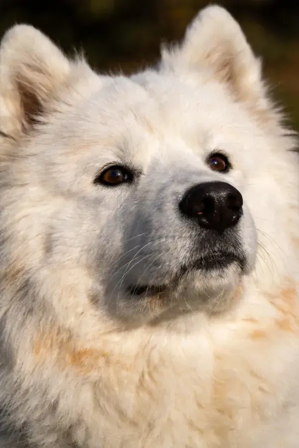 近距离拍摄的萨摩耶犬肖像