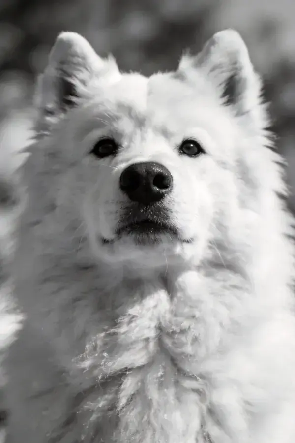 萨摩耶犬黑白特写场景