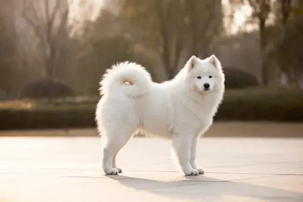 户外步道上站立的萨摩耶犬