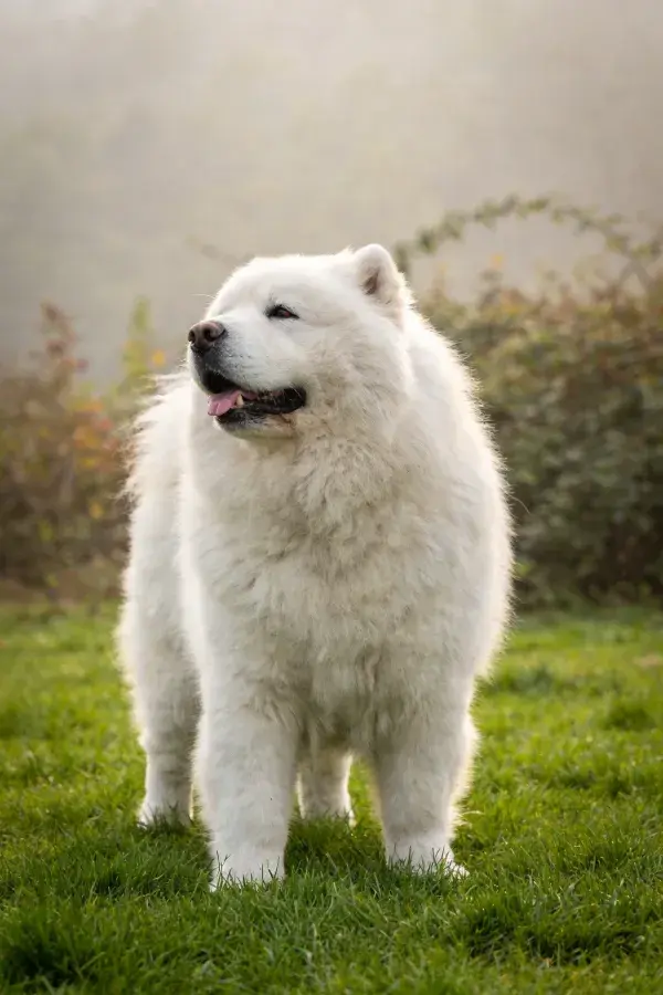 阳光草地上的萨摩耶犬