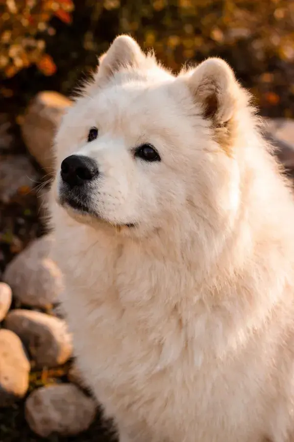 户外岩石旁萨摩耶犬特写
