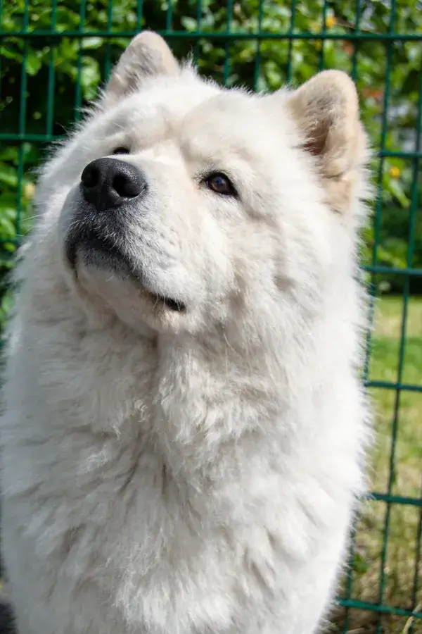 绿色围栏前的松狮犬特写