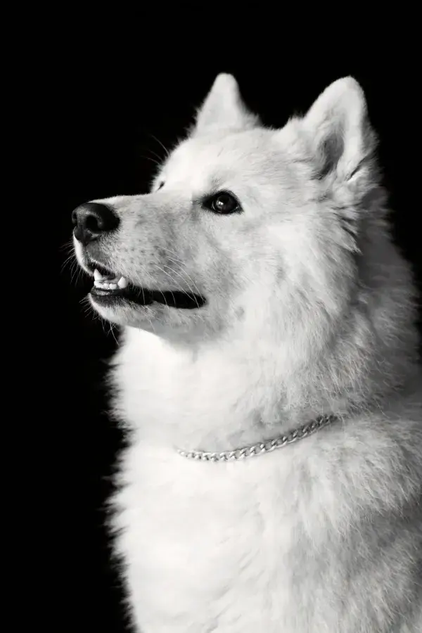 阴影衬托下的雪橇犬特写画面