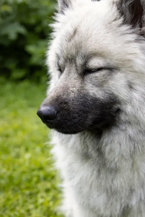 草地上闭眼的凯利蓝梗犬