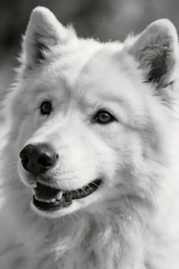 萨摩耶犬黑白特写画面