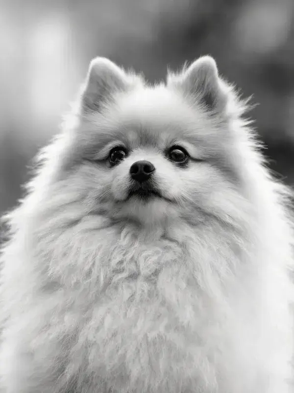 博美犬特写的光影捕捉
