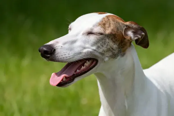 灵缇犬在绿地休闲场景