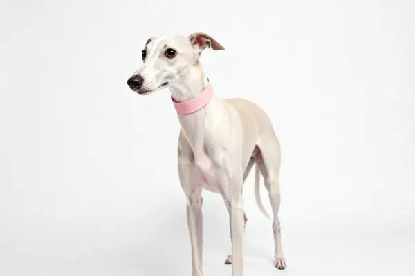 白色背景下佩戴粉色项圈的惠比特犬