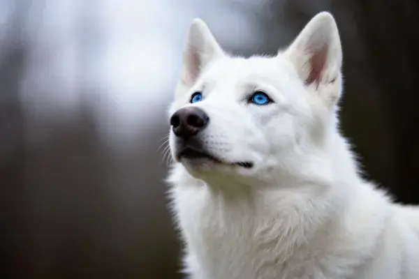 白色西伯利亚雪橇犬凝视远方