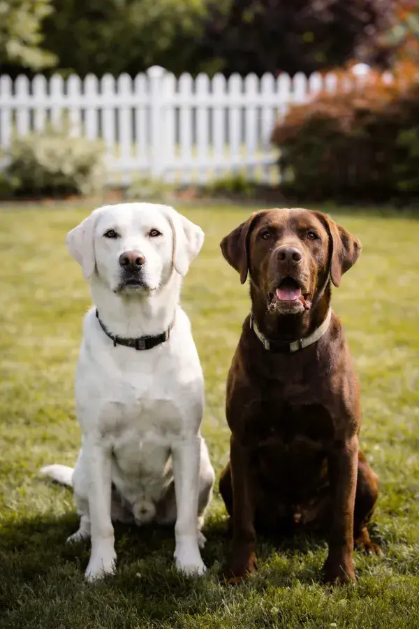草坪上两只拉布拉多犬