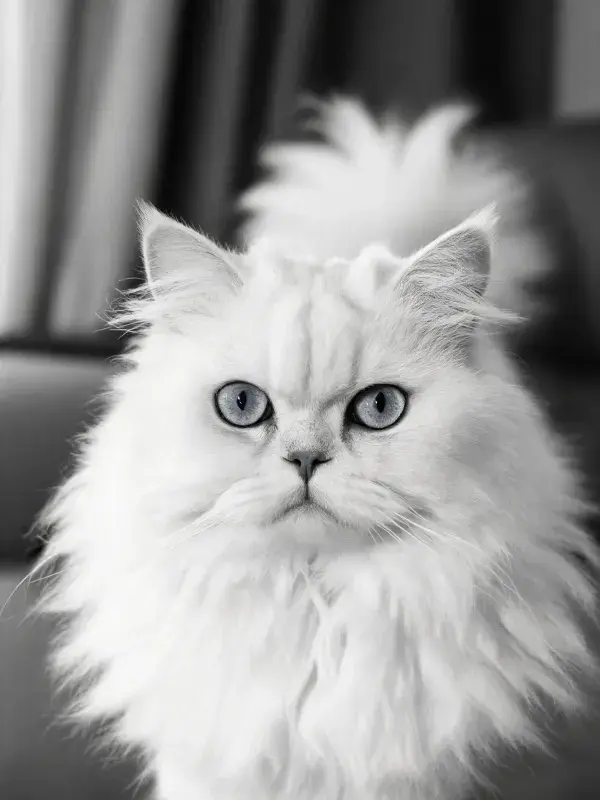 室内环境中白色长毛猫特写画面