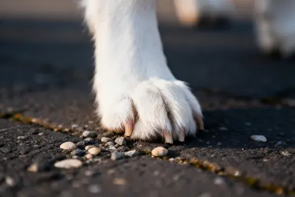 白色萨摩耶犬爪子触碰路面